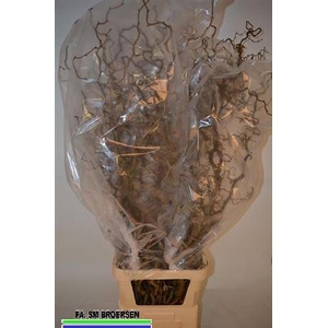 Corylus Av Contorta