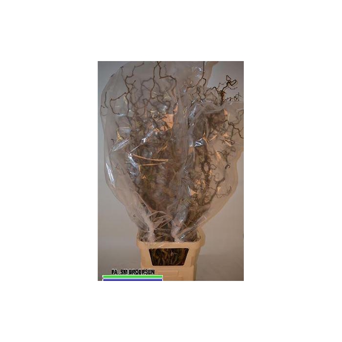 <h4>Corylus Av Contorta</h4>