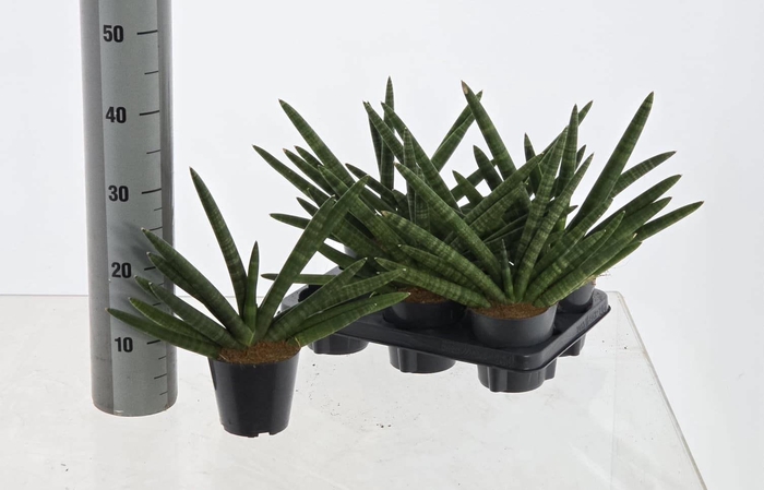 <h4>SANSEV CY SKYLINE</h4>