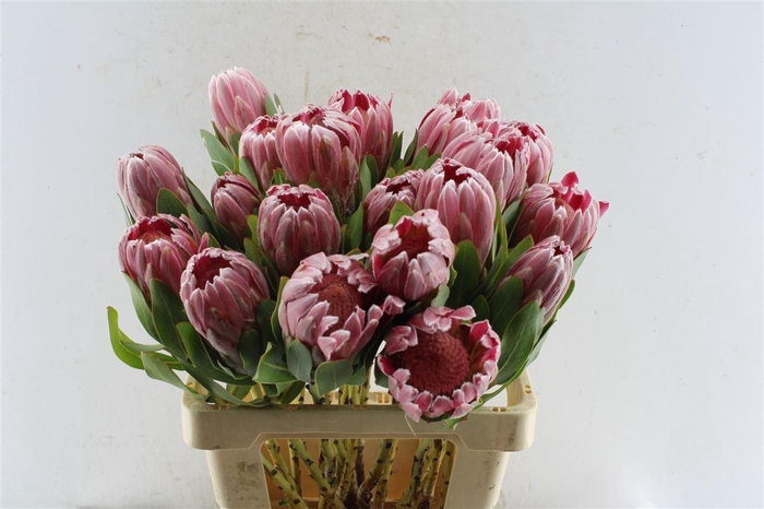 <h4>Protea Carnival</h4>