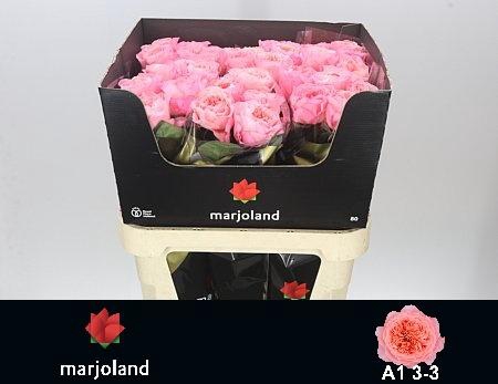 <h4>R GR MAYFIELD!</h4>