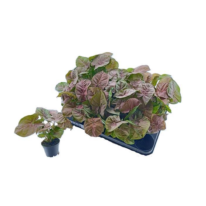 <h4>Syngonium Red Heart 7Ø 15cm</h4>