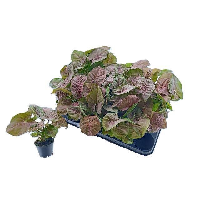 Syngonium Red Heart 7Ø 15cm