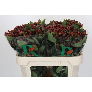 Hypericum Magical Cherry Brown