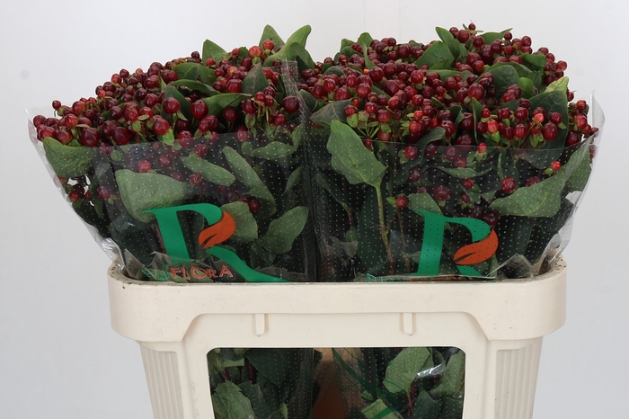 Hypericum Magical Cherry Brown