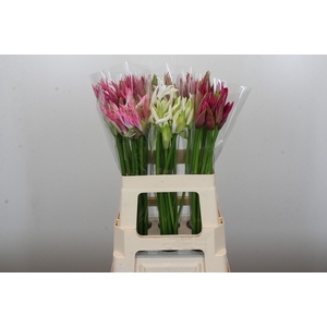 Nerine Mix