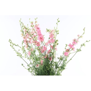 Delphinium Ridderspoor Dark Pink