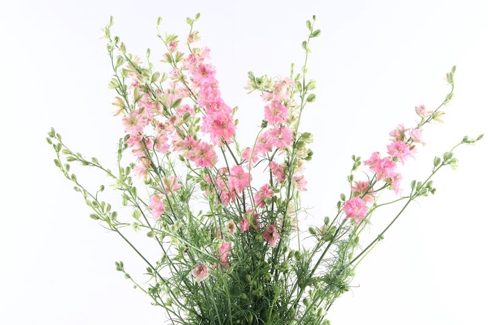 <h4>Delphinium Ridderspoor Dark Pink</h4>