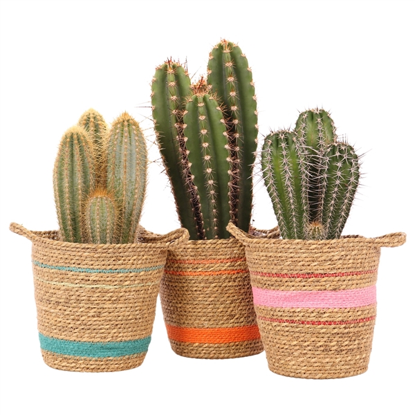 <h4>Cactus mix 17 cm in Puebla mand</h4>