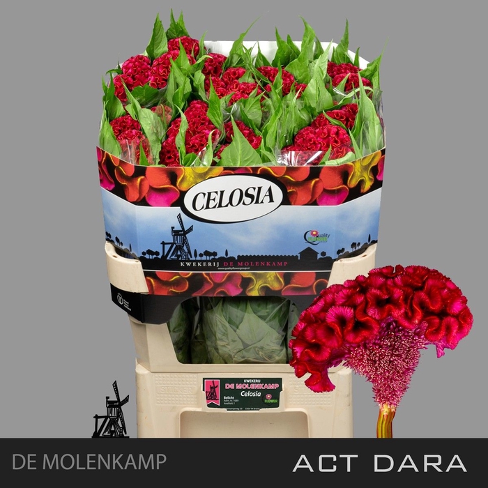 <h4>CEL C ACT DARA</h4>