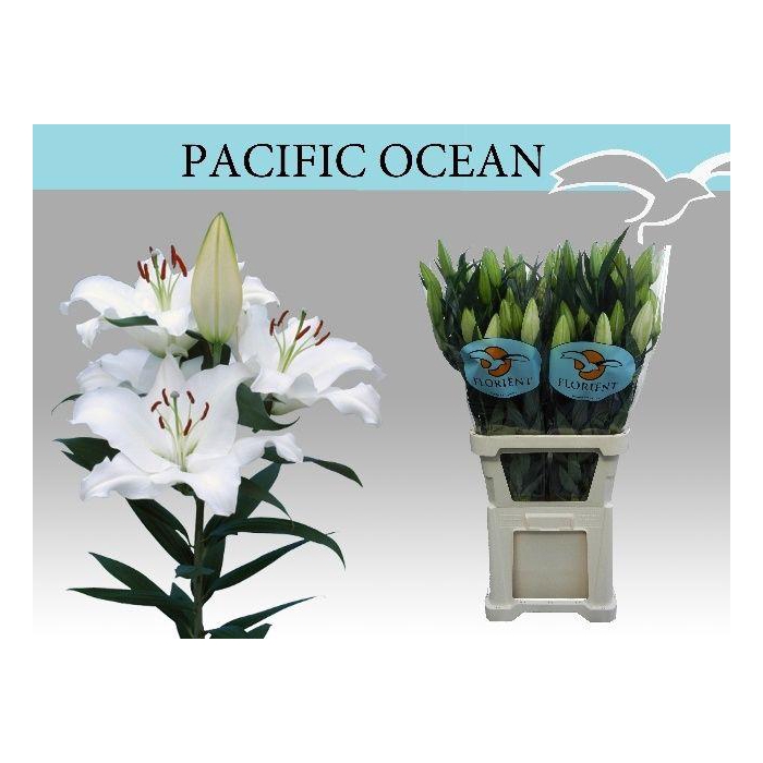 <h4>Li Or Pacific Ocean</h4>