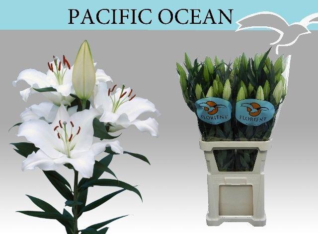 <h4>Lilium OR Pacific Ocean</h4>