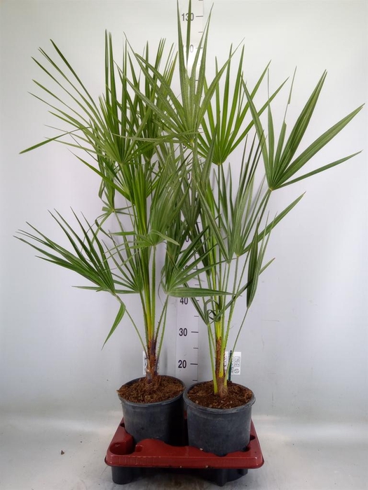 <h4>Chamaerops humilis</h4>