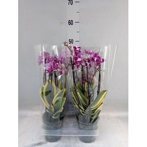 Phalaenopsis multi. 'Magic Leaf'