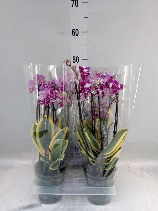 <h4>Phalaenopsis multi. 'Magic Leaf'</h4>
