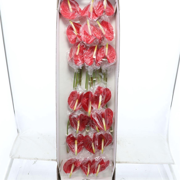 <h4>Anthurium Tropical</h4>
