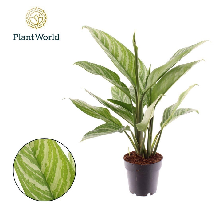 <h4>Aglaonema Stripes</h4>