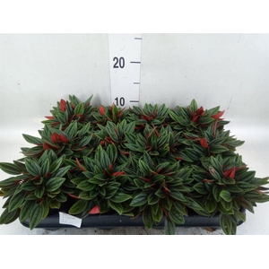 Peperomia caperata 'Rosso'