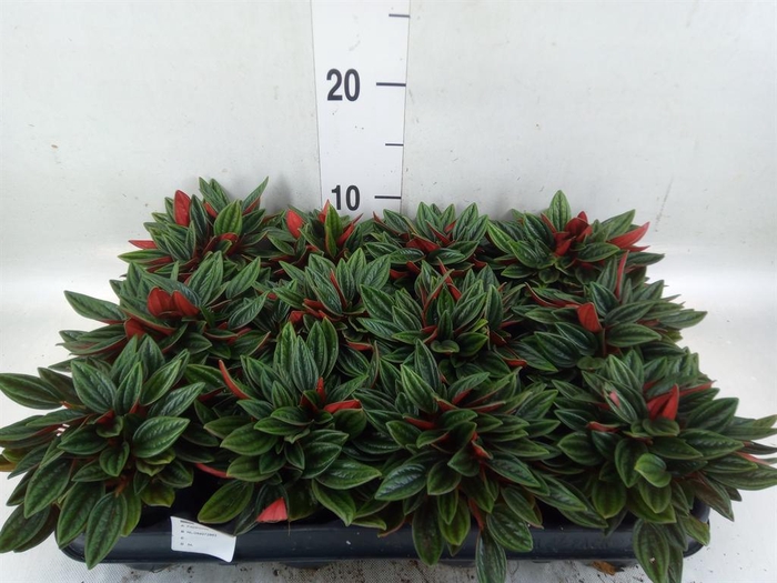 <h4>Peperomia caperata 'Rosso'</h4>