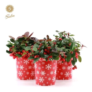 Gaultheria pr. 'Big Berry'® P10 in Cup X-mas Deco