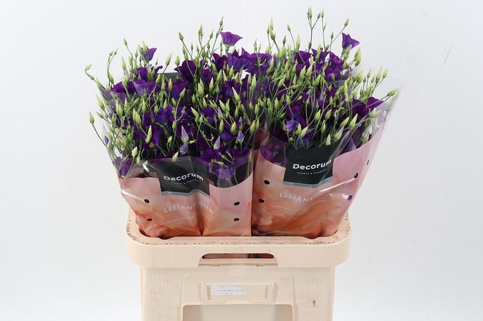 <h4>Eus E Botan Blue</h4>