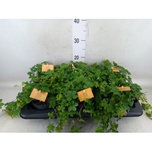 Parthenocissus  'Sugar Vine'