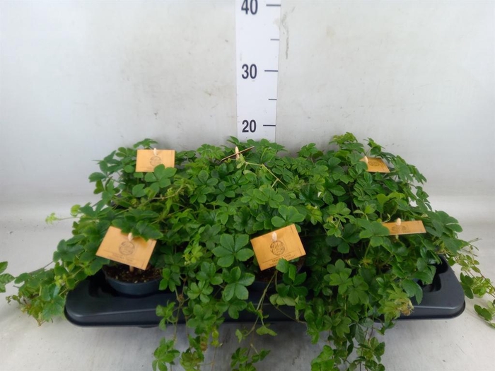 <h4>Parthenocissus  'Sugar Vine'</h4>