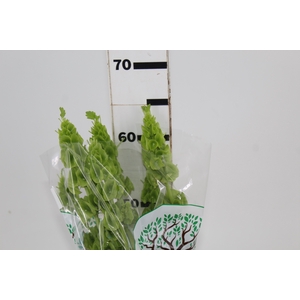 MOLUCCELLA 060 CM