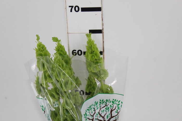 <h4>MOLUCCELLA 060 CM</h4>