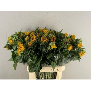 Helianthus Ziggy