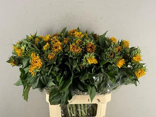 <h4>Helianthus Ziggy</h4>