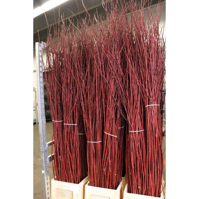 <h4>Cornus Alba Sibirica</h4>