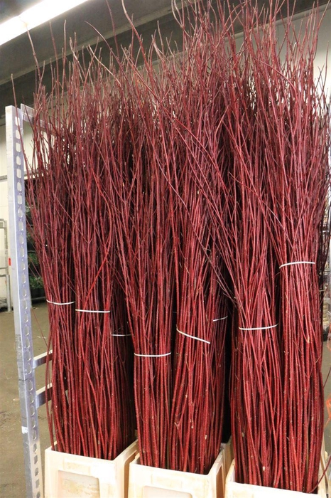 <h4>Cornus Alba Sibirica</h4>