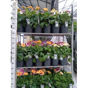 Gerbera  'Landscape'   ...mix