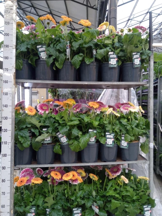 <h4>Gerbera  'Landscape'   ...mix</h4>