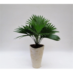 LIVISTONA ROTUNDIFOL