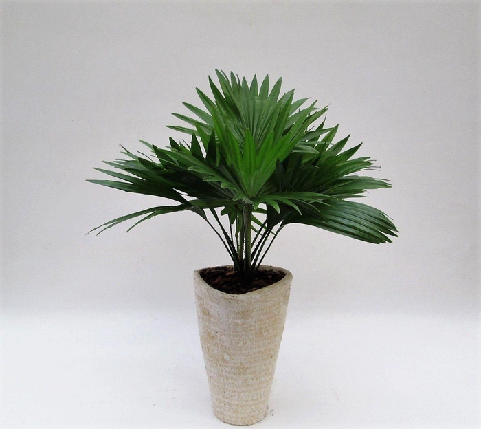 <h4>Livistona rotundifolia in susan pot met schors</h4>