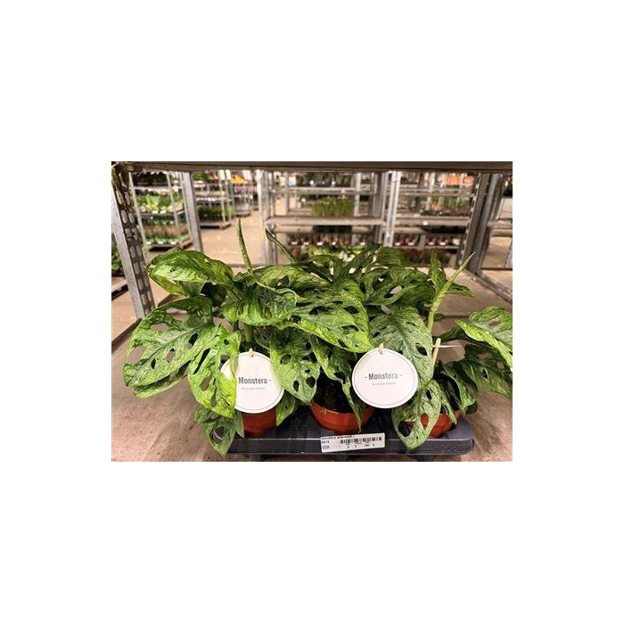 <h4>** Monstera Adansonii Mint New **</h4>