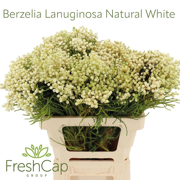<h4>Berzelia Lanuginosa Natural White</h4>