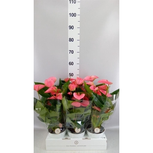 Anthurium andr. 'Pink Champion'