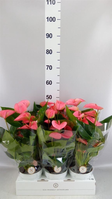<h4>Anthurium andr. 'Pink Champion'</h4>