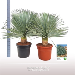 Yucca rostrata 