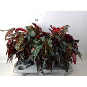 Begonia BD mac. 'Black Forest'