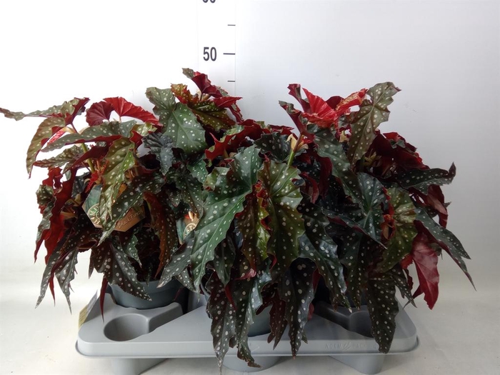 <h4>Begonia BD mac. 'Black Forest'</h4>