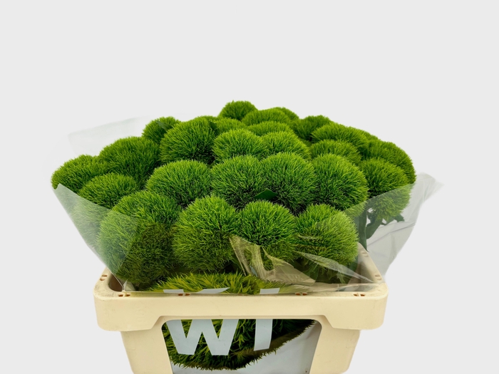 <h4>DI BARB KIWI MELLOW</h4>