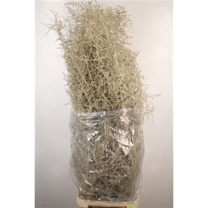 Asparagus Salv. Platina