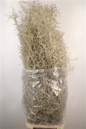 <h4>Asparagus Salv. Platina</h4>