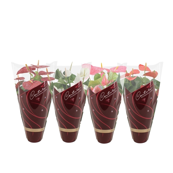 <h4>Anthurium 4 color mix in Couture Diamond sleeve</h4>