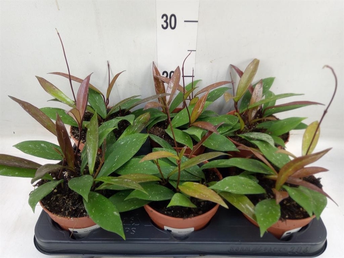 <h4>Hoya carnosa</h4>