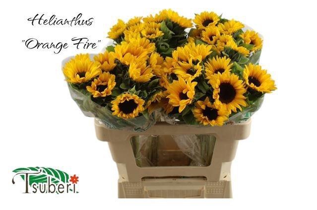 <h4>HELI ORANGE FIRE</h4>